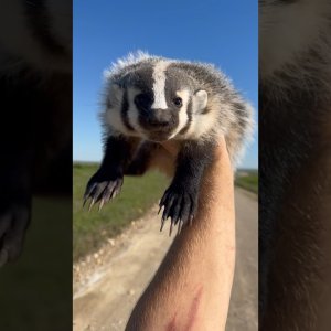Wie man einen Otten hochhebt