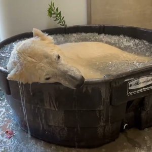 Eisbadender Eisber nimmt beriges Eisbad