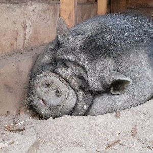 Schwein furzt a weng