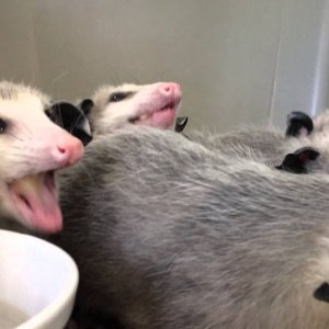 Freundliche Schmatzparty