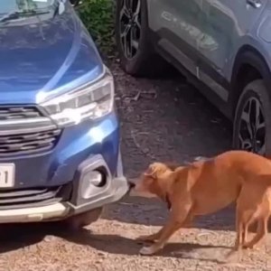 Die teuerste Mäusejagd aller Zeiten