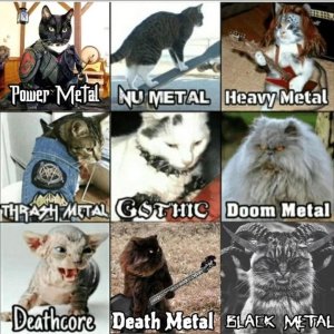 Meddl + Katzen