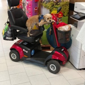 Schnappschuss von Einkaufmäh