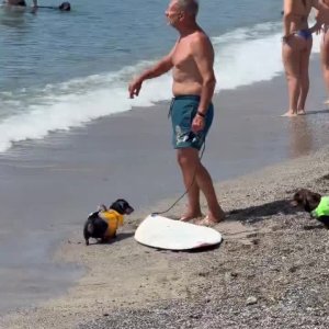 Dackel surft a weng