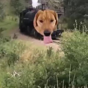 Der Dampflokhunt