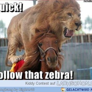 Folge dem Zebra!!111 xDDdd