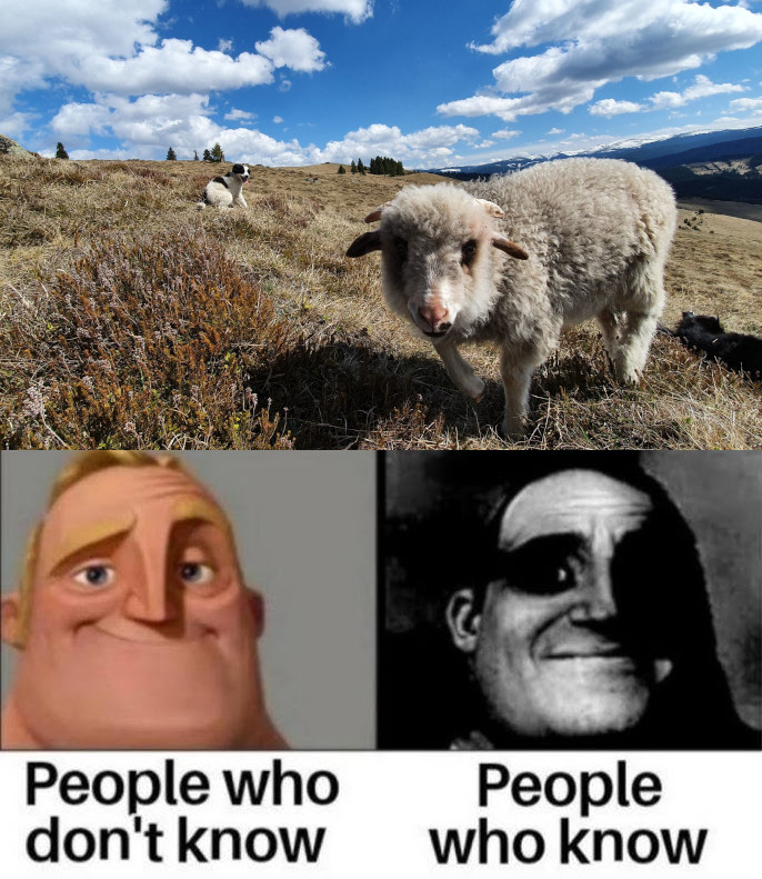 Kleines Schaf, kleines Meme, kleines Trauma