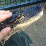 Schnapperl (2).gif