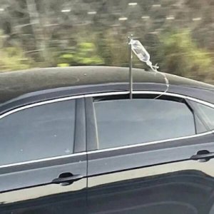Süchtig nach Autofahren