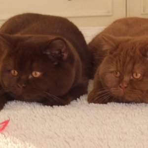 4 Sekunden Chonk