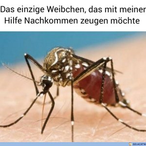 Raus mit de Viechers