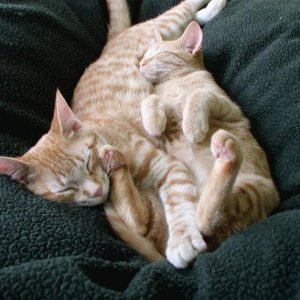 Miau