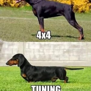 daxhund