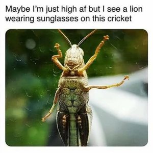 What has been seen..