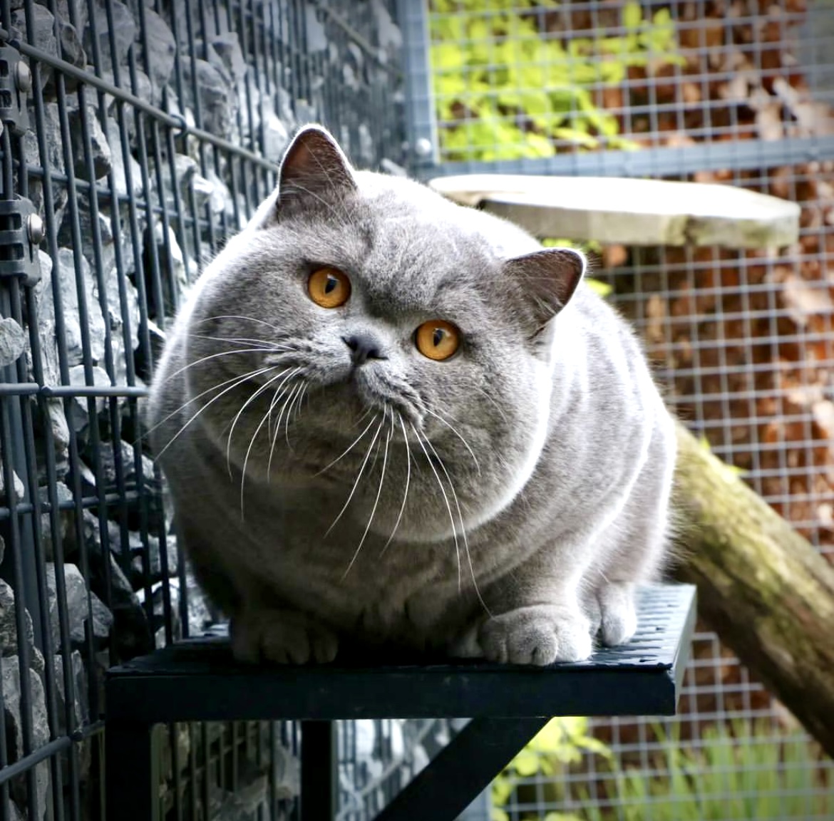 10/10 Uberchonker