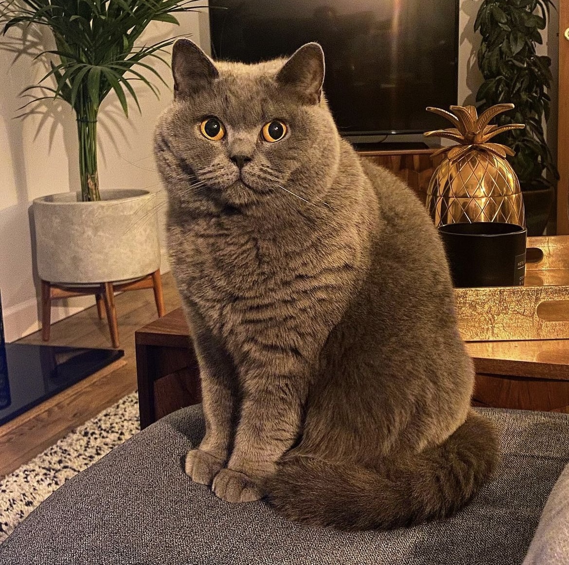 Absolute Einheit