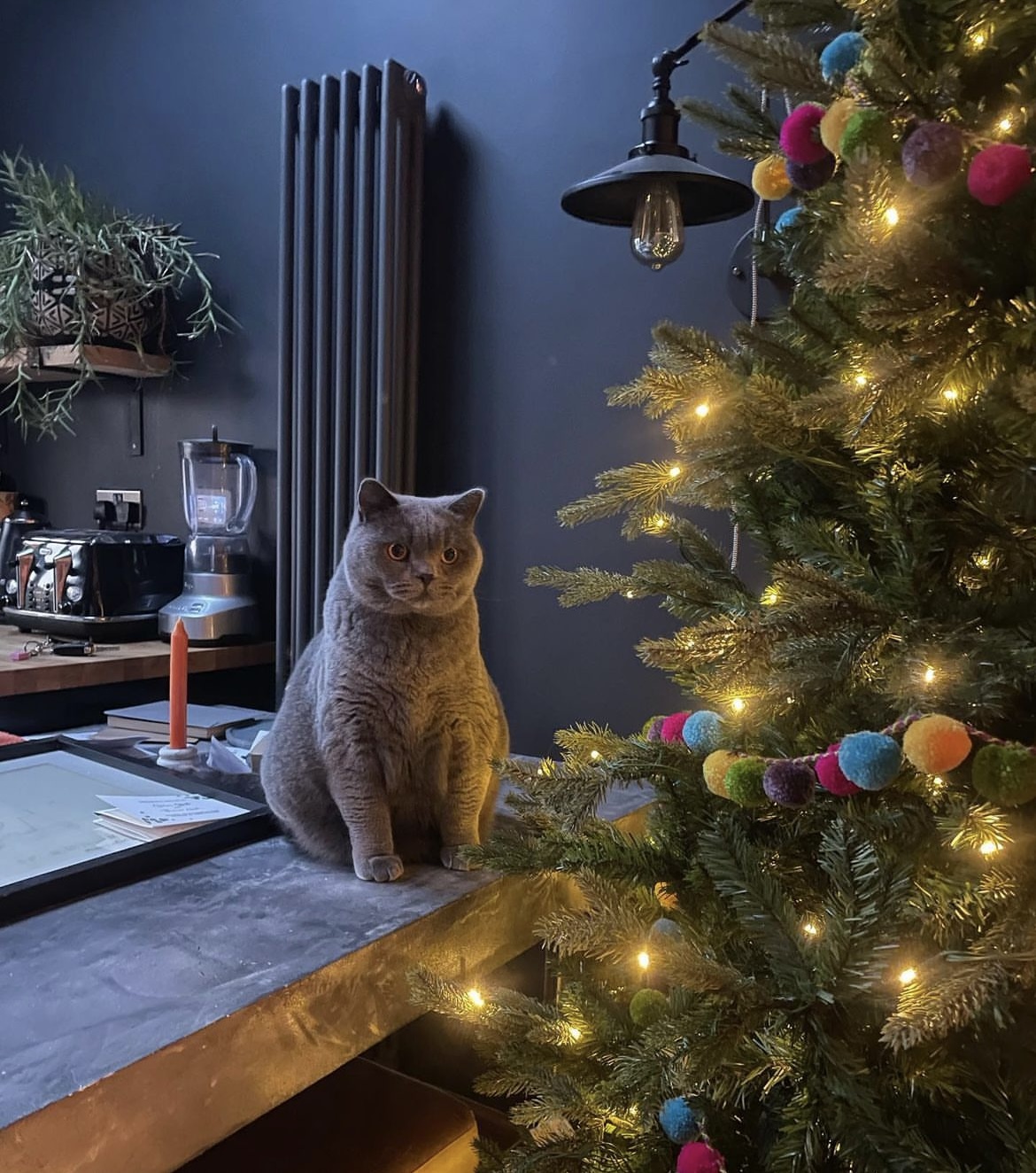 Adventschonker