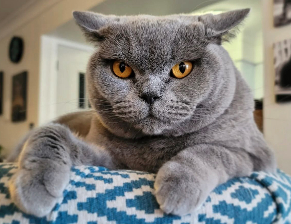 Airplane Ears