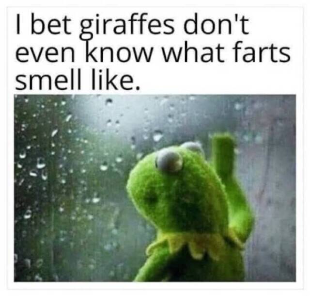 Arme Giraffen :(