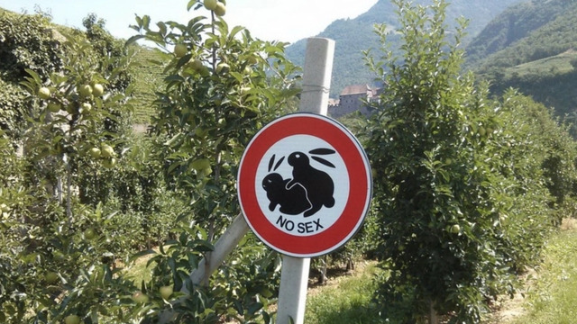 Arme Häschen :(