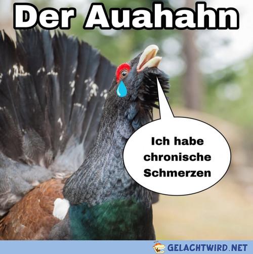 Armer Fugel