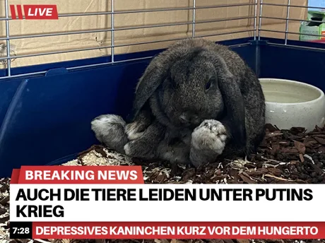 Armer Haes