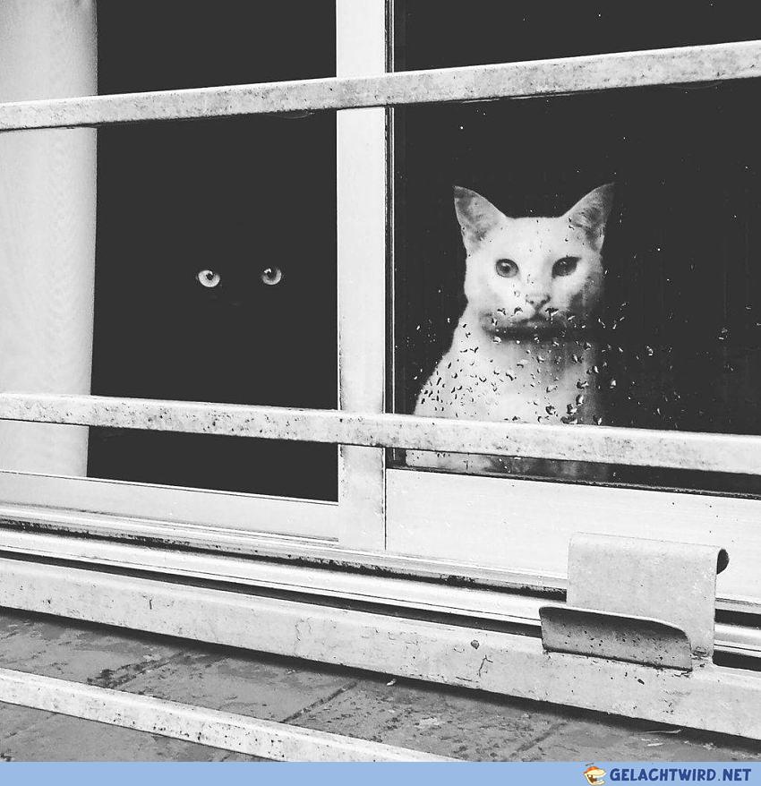 Black Cats Matter