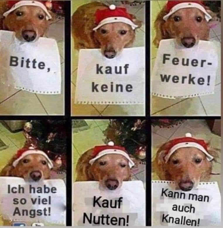 Braver Doggo