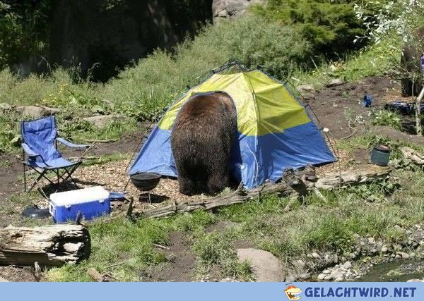 Camping Bear