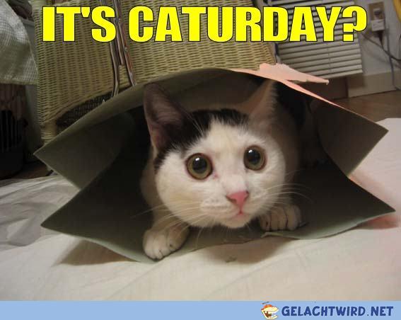 Caturday