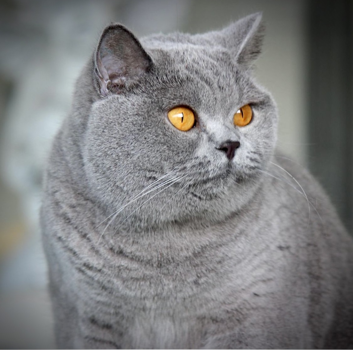 Checkender Chonker