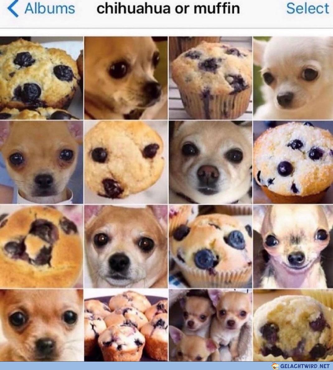 chihuahua oder muffin