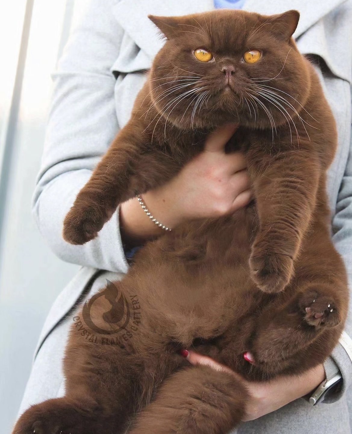 Chonkige Zimtrolle