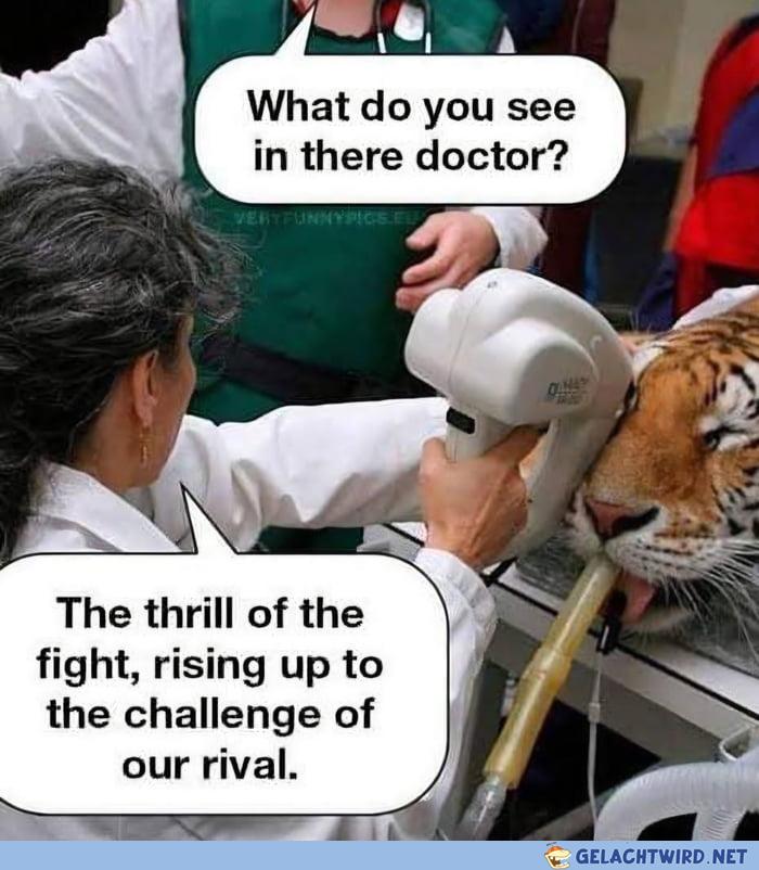 Das Ei des Tigers
