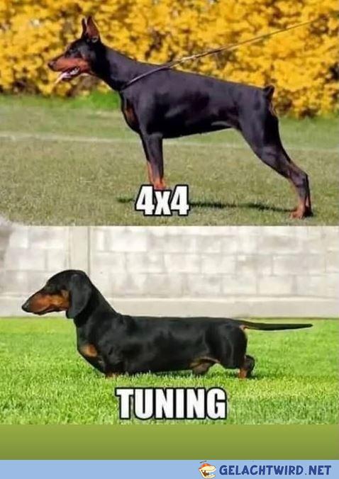 daxhund