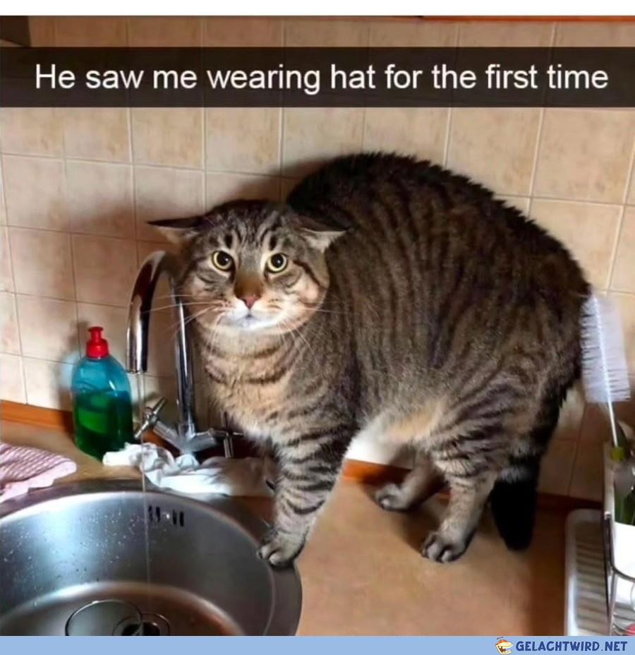 Der arme katze