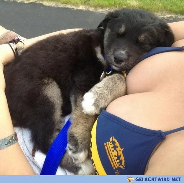 Der Hund....