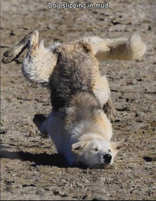 DER HUNT!!!!!1111einself