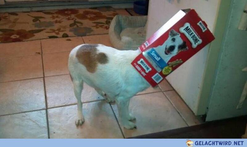 DER HUNT!!!111einself