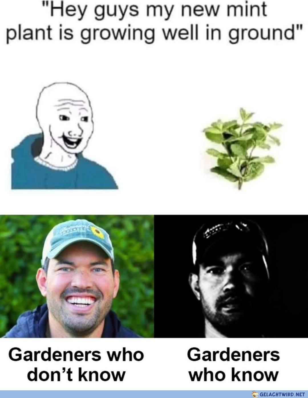 Der Minzen Gärtner