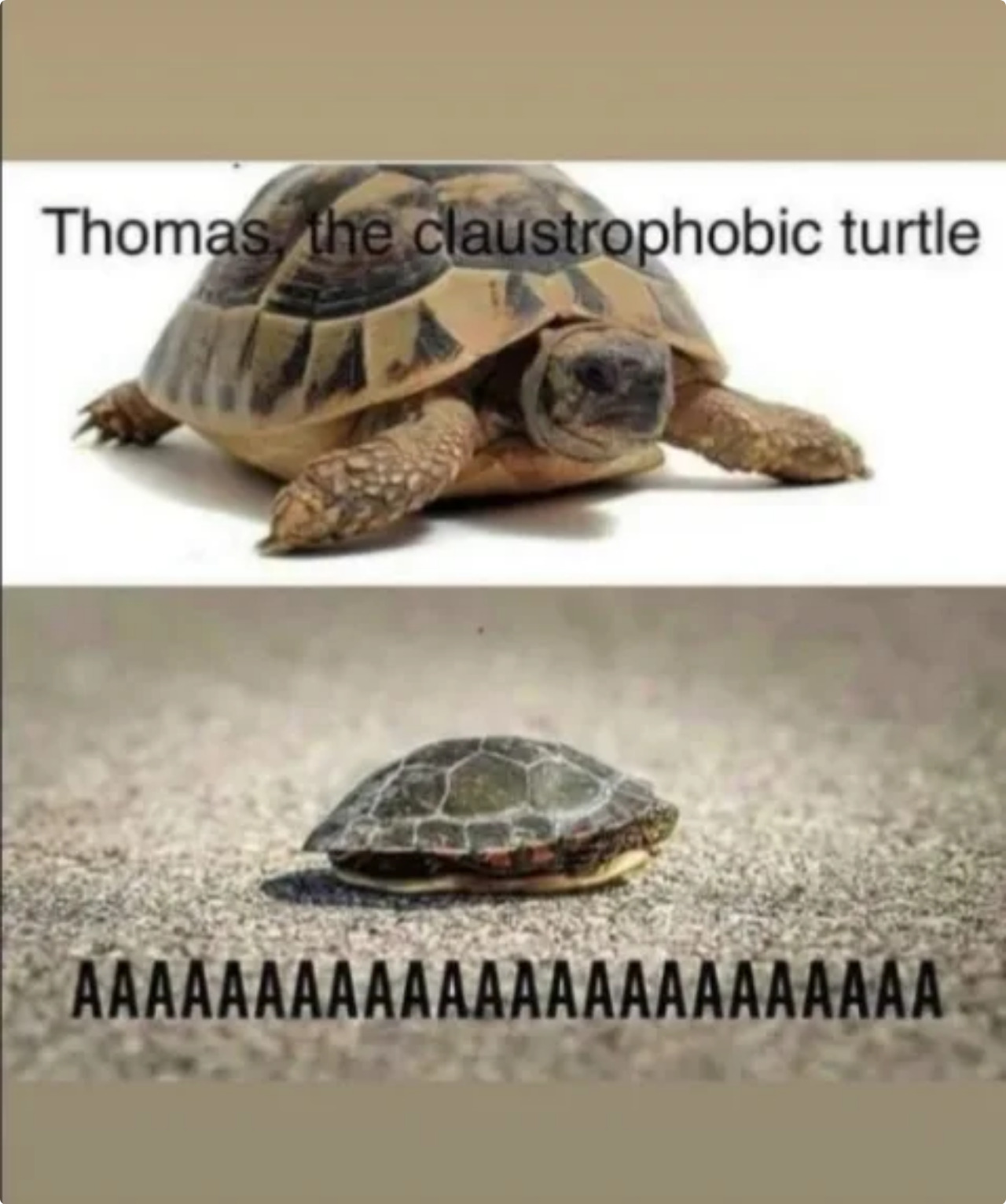 Die arme Schildkröte