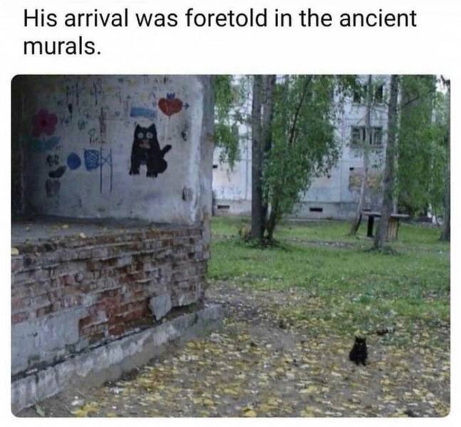 Die olle Cat