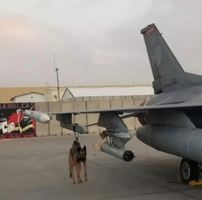Dog 2 ready to launch