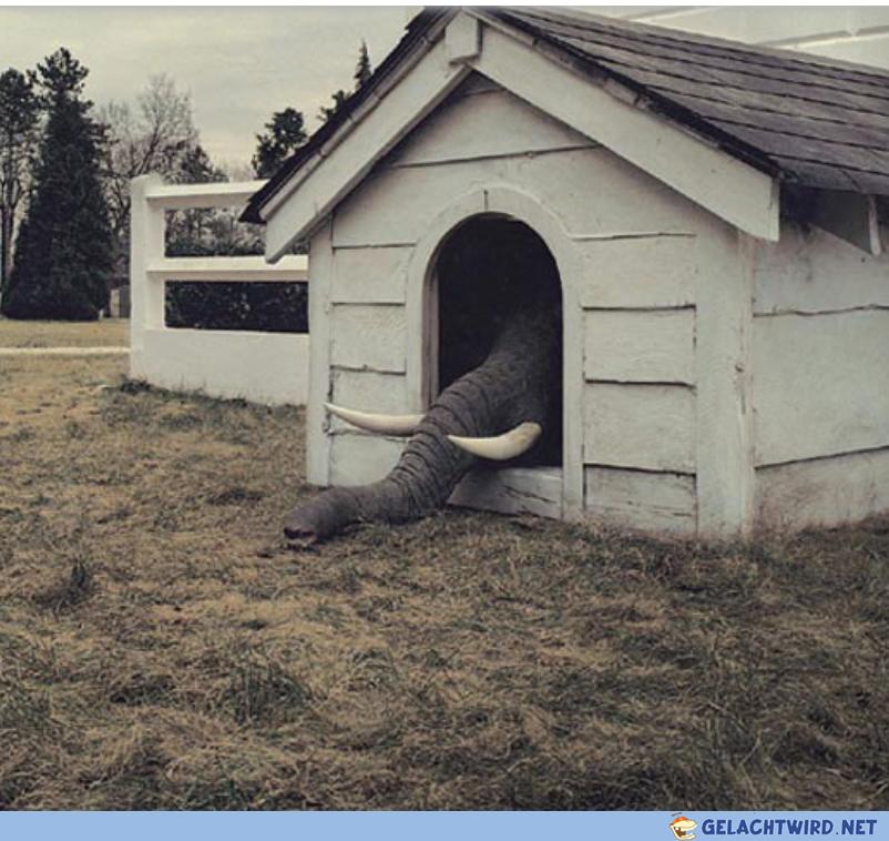 Elephant in da house
