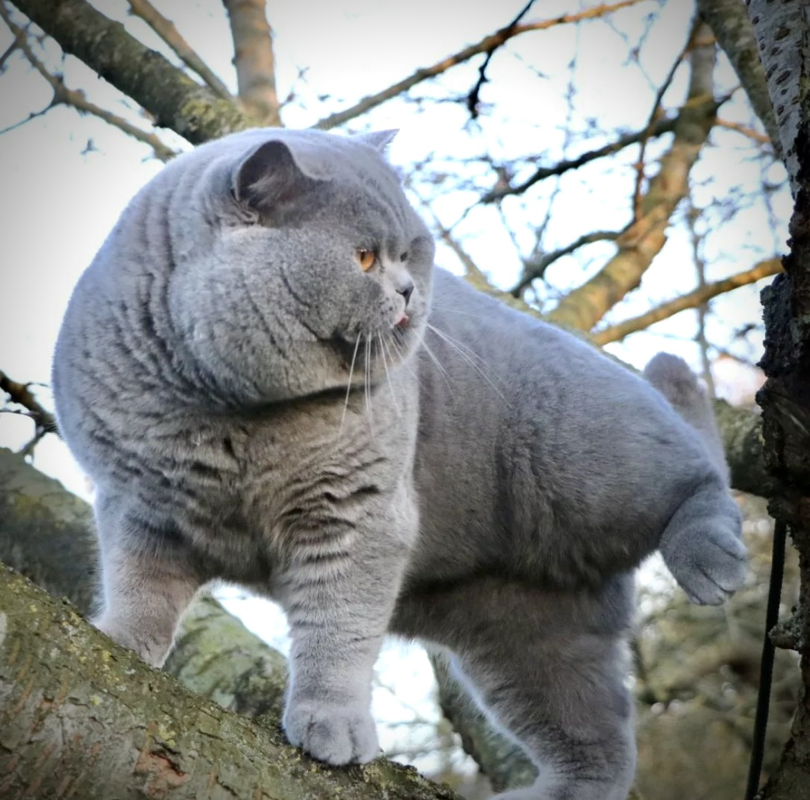 Elitärer Uberchonker