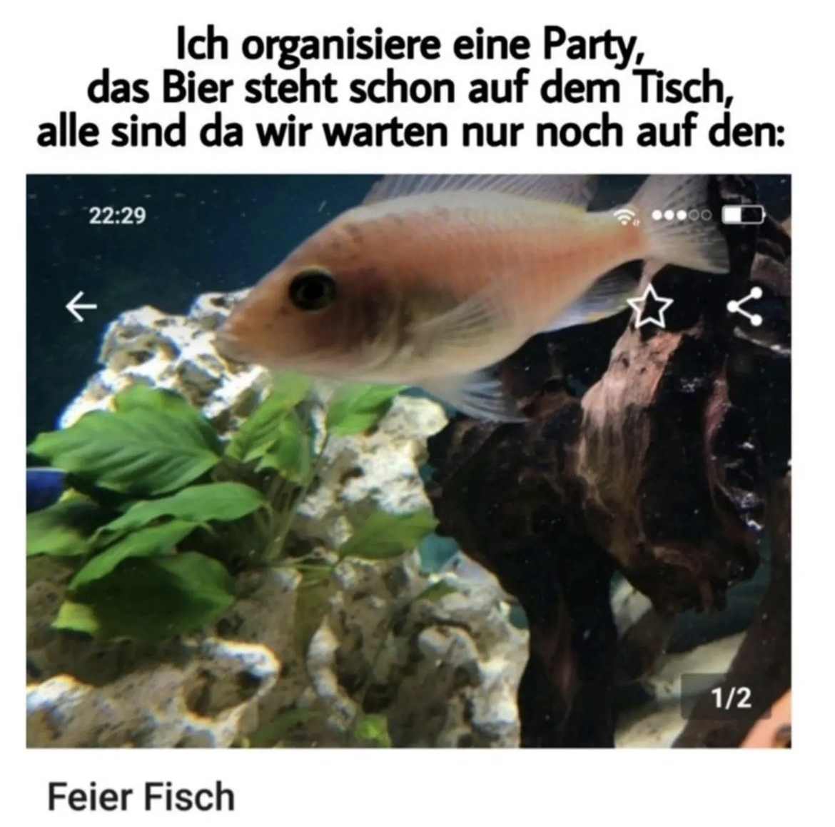 Feierfisch