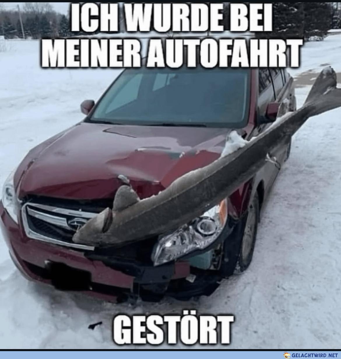 Fliegender Fisch