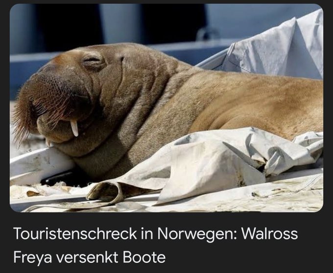 Fremdenfeindliches Norwegen