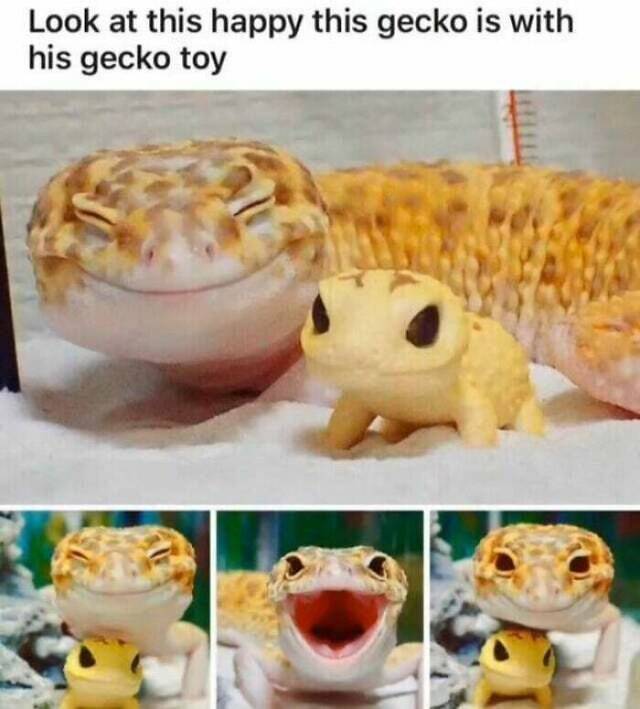 Freundliches Geckogesicht