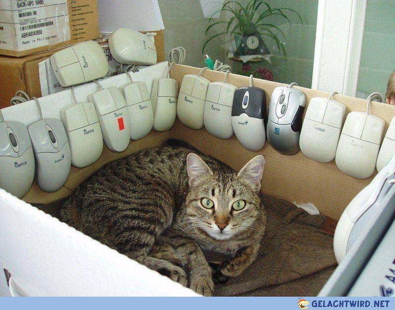 Gadse und Maus